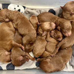 Boy 4 - male Goldendoodle puppy in Abilene, Texas from Mesquite Kennels