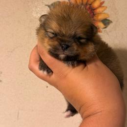 Everett - Orange sable male Pomeranian puppy in Ector, Texas from BB Pomeranians