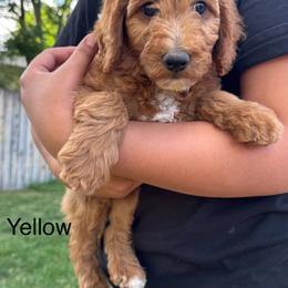 George - Red  male Goldendoodle puppy in Golden, Colorado from Golden Mesa Doodles