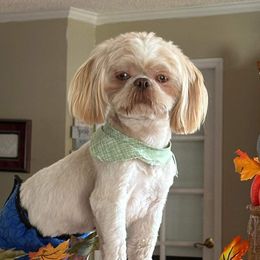 Rolo - Shih Tzu