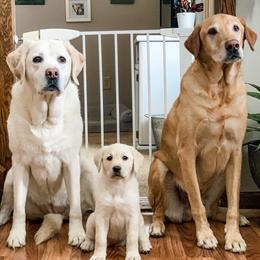 Dachshunds and Labrador Retrievers from Scioto Labradors & Runway Dachshunds