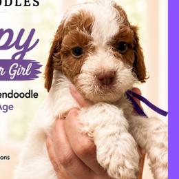 1400.00 Poppy: Purple Collar - Parti female Goldendoodle puppy in Raceland, Louisiana from Cajun Doodles
