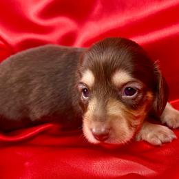Faith - Chocolate and cream female Dachshund puppy in Mesquite, Texas from AB Dachshund