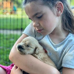 Maple (Orange) - Golden female Golden Retriever puppy in Franklin, West Virginia from Wildmour K9