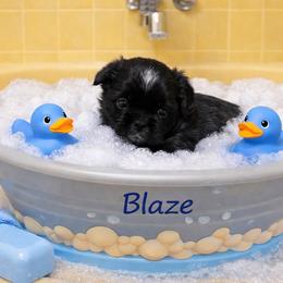 Blaze - Black and white male Shih Tzu puppy in Hialeah, Florida from South East Coast Angels Shih Tzus