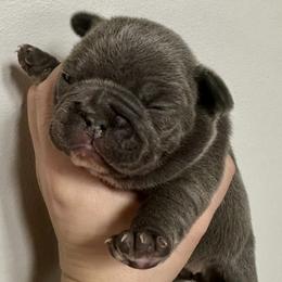 Mantis - Blue female French Bulldog puppy in Greenfield, Missouri from Hope Mountain French Bulldogs
