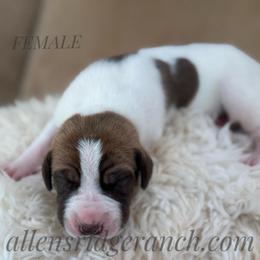 ChocolateFawn Pie, tanpoint carrier - Chocolate and white female Great Dane puppy in Greenville, South Carolina from Allen’s Ridge Ranch