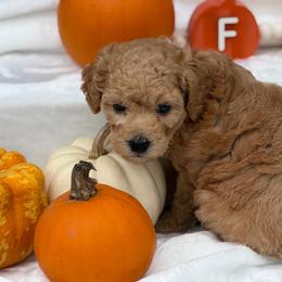 Yellow Bunnies - Red  female Goldendoodle puppy in Rush, New York from Care Bear Puppies