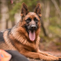 Kharizma - German Shepherd