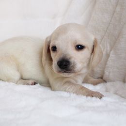 AKC Sydney - Cream female Dachshund puppy in Christiansburg, Virginia from Little Legs Luxury Dachshunds