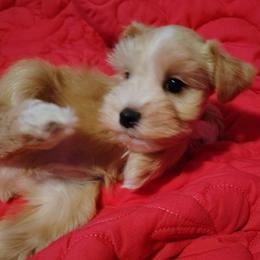 Peanut - Wheaten male Miniature Schnauzer puppy in Florida from Central Florida Schnauzers