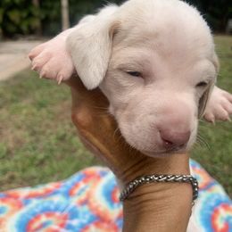 Paul - Dapple male Dachshund puppy in Florida from Lazy Acres Farm