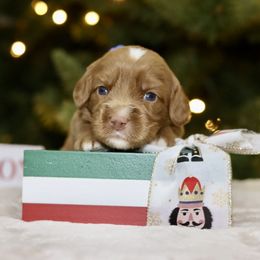 Blue - Caramel red male Australian Labradoodle puppy in Calhoun, Louisiana from Arrowhead Australian Labradoodles