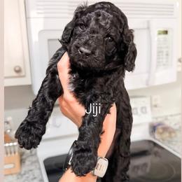 Jiji (Oki and Cooper's Japanese Character Litter) - Black and white female Cavapoo puppy in Pleasant Grove, Utah from Destination Doodles