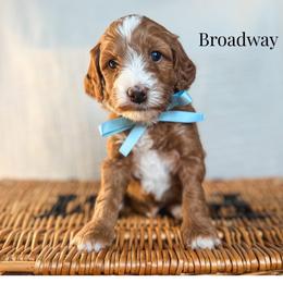 Broadway - Red  male Goldendoodle puppy in New Harmony, Indiana from Cottonwood Farms