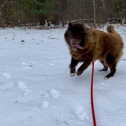 Siberian Husky puppies from Kristie’s Husky Haven