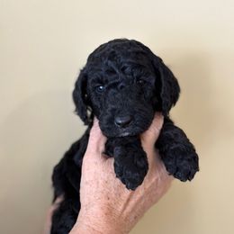 Cinderella - Phantom female Poodle puppy in St. Johnsbury, Vermont from Poodles of the Northern Woods
