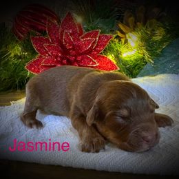 Jasmine - Red tri female Miniature Australian Shepherd puppy in Idalou, Texas from Lonesome Pine Mini Aussies