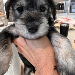 Miniature Schnauzer Puppies from Mt. View's Pretty Little Schnauzers