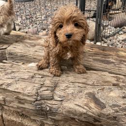 Cavalier King Charles Spaniel and Cavapoo Puppies from Larisa's Cavaliers