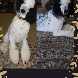 Ozzie - Parti male Poodle puppy in New Kensington, Pennsylvania from Happy puppy tails