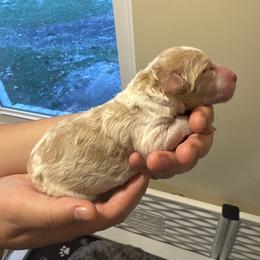 Boy 5 - Apricot male Goldendoodle puppy in Ocala, Florida from The Treasured Puppies Department