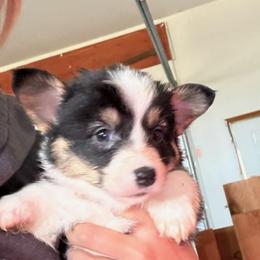 Williow - Black and tan female Pembroke Welsh Corgi puppy in St. Charles, Iowa from Kim Boyle's Pembroke Welsh Corgis