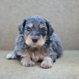 Black Collar - Blue merle male Bernedoodle puppy in Scottsboro, Alabama from Dixie Land Doodles