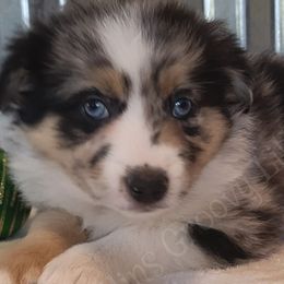 Australian Shepherds, Miniature Australian Shepherds, and Toy Australian Shepherds from Gatlins Groovy Little Aussies