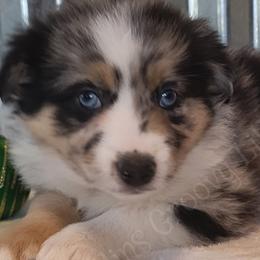Australian Shepherds, Miniature Australian Shepherds, and Toy Australian Shepherds from Gatlins Groovy Little Aussies