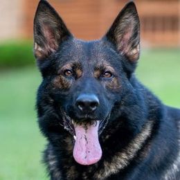 Ovvy - German Shepherd