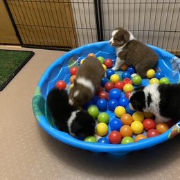 Australian Shepherd Puppies from BlueRain Aussies
