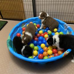 Australian Shepherd Puppies from BlueRain Aussies