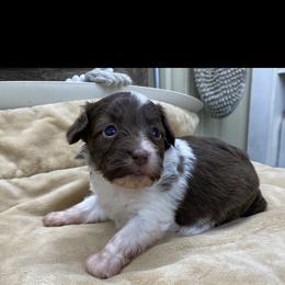 Puppy 2 - Brown and white female Aussiedoodle puppy in Spring Hill, Tennessee from Duke's Mini & Toy Australian Shepherds & Aussiedoodles
