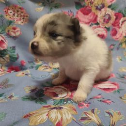 Sterling - White male Pomeranian puppy in Longview, Washington from Mckee's Pomeranians