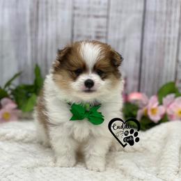 Simba - Orange parti male Pomeranian puppy in Nashville, Arkansas from Cuddles n Curls