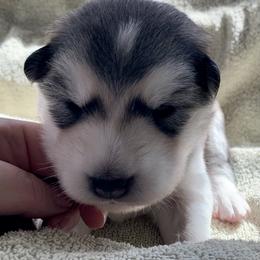 Baguette - Gray and white female Alaskan Malamute puppy in Palmyra, Michigan from Illusion Kennel