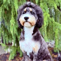 Perla - Bernedoodle