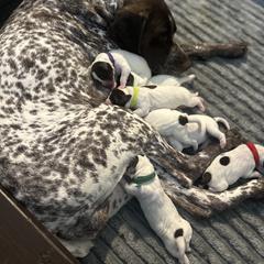 Puppy 3 - Liver roan male German Shorthaired Pointer puppy in La Mesa, California from Fireheart German Shorthaired Pointers