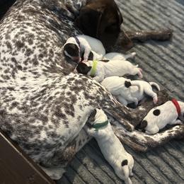 Puppy 3 - Liver roan male German Shorthaired Pointer puppy in La Mesa, California from Fireheart German Shorthaired Pointers