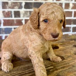 Yellow Boy - Red  male Goldendoodle puppy in Huntsville, Alabama from Winchester Doodles
