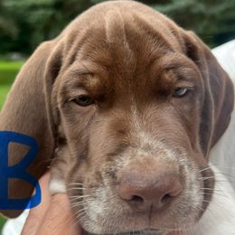 Braque Francais Pyrenean puppies from Avon’s Braque Francais Kennels