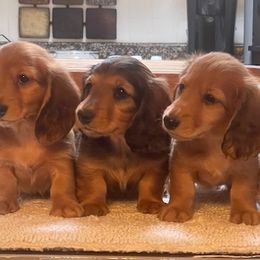 Dachshunds from Kiva Dachshunds