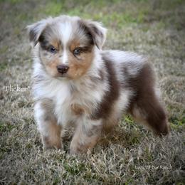 Flicker - Red merle male Miniature Australian Shepherd puppy in Evant, Texas from Lazy VT Bar Ranch