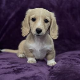 AKC Girl 2 Halloween special - Cream female Dachshund puppy in Bartlesville, Oklahoma from OkieDokieDox
