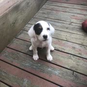 English Setter Puppies from Monkota Setters
