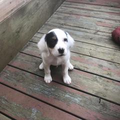 English Setter Puppies from Monkota Setters