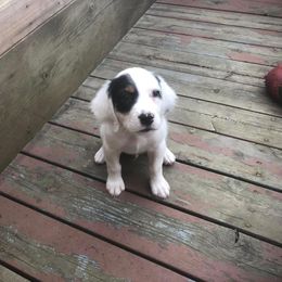 English Setter Puppies from Monkota Setters
