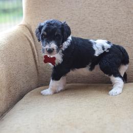 Red collar male - Black and white male Bernedoodle puppy in Scottsboro, Alabama from Dixie Land Doodles