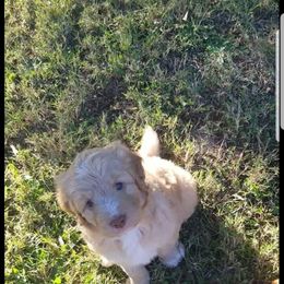Bordoodle Puppies from Alabama Top Doodles